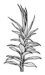 Tayloria callophylla, habit of ♂ plant. Drawn from J.E. Beever 23-23, CHR 104712.
 Image: R.C. Wagstaff © Landcare Research 2015 